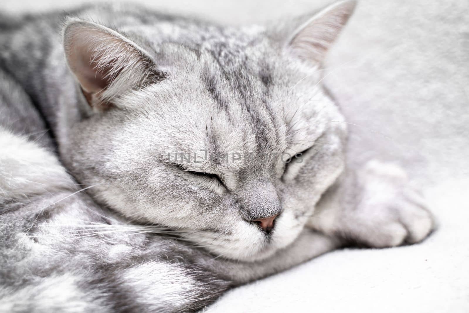 scottish straight cat is sleeping. Close-up of the muzzle of a sleeping cat with closed eyes. Against the backdrop of a light blanket. Favorite pets, cat food