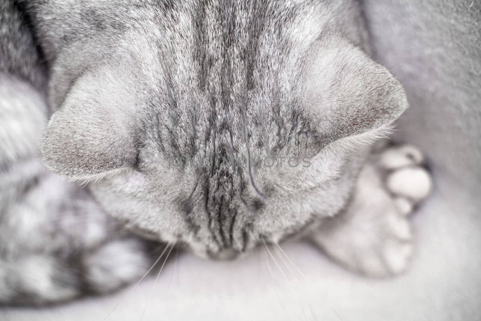 scottish straight cat is sleeping. Close-up of the muzzle of a sleeping cat with closed eyes. Against the backdrop of a light blanket. Favorite pets, cat food