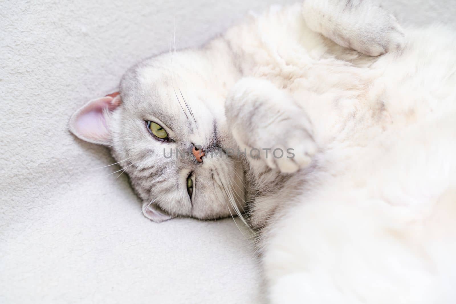 Scottish straight cat lies on his back. Cat upside down. Close up white cat face. by Matiunina