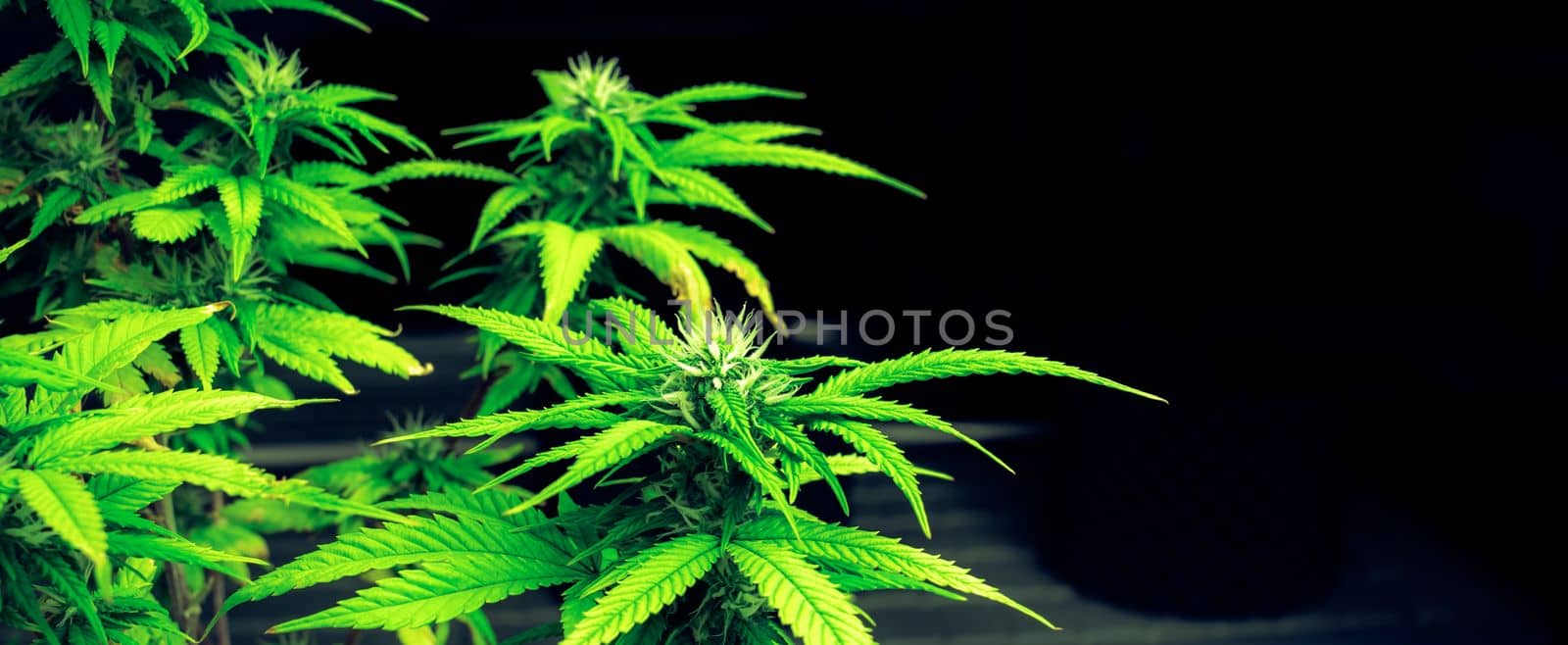 Closeup single cannabis plant with gratifying full grown buds ready to be harvested in curative indoor medicinal cannabis farm. Cannabis plant in grow facility for high quality.