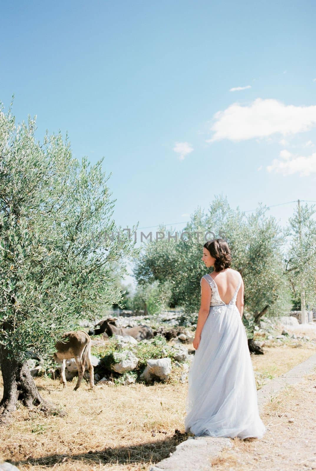 Bride is standing on a path in an olive grove with her head turned to the side. Back view. High quality photo