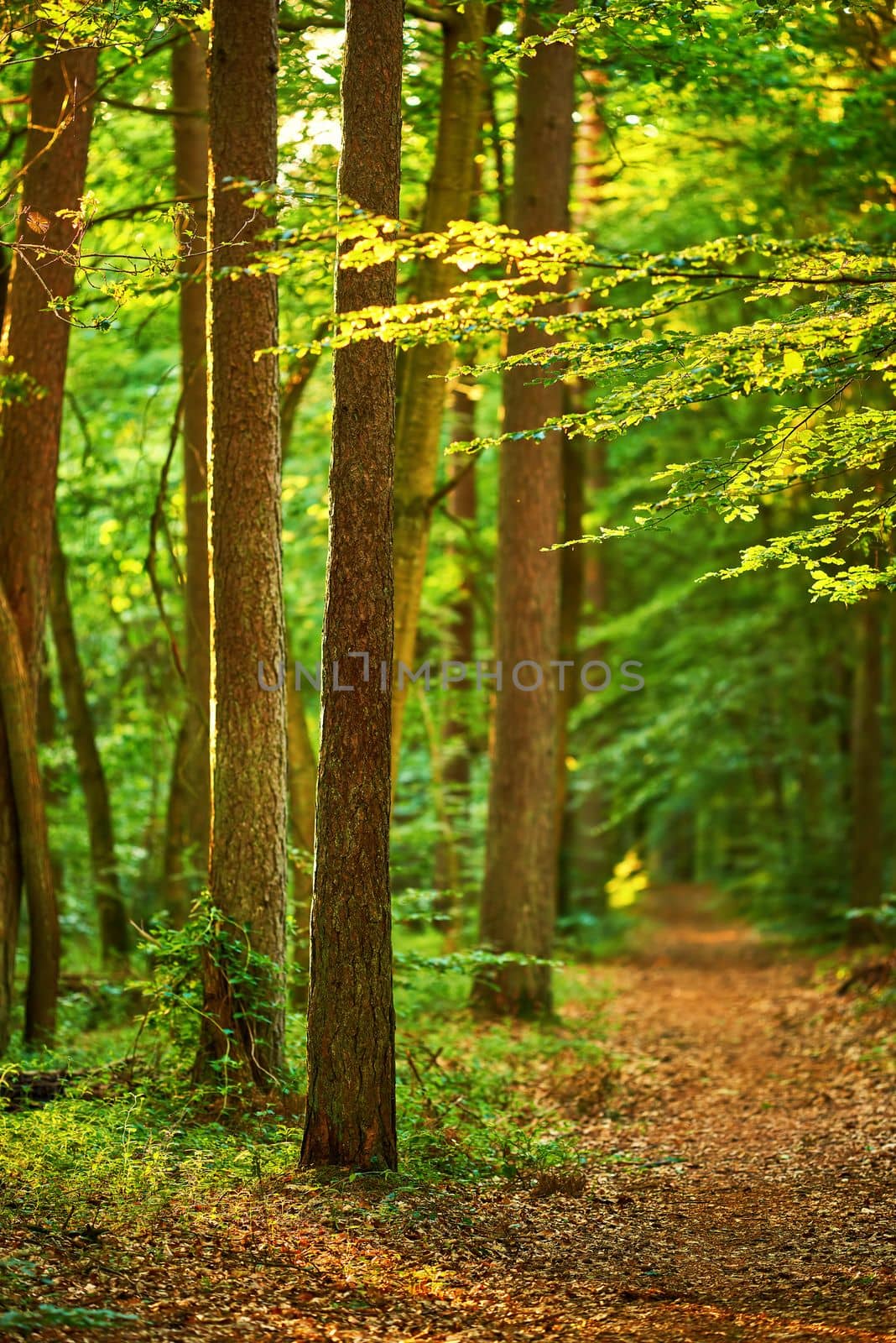 Lush forest in springtime. A photo of forest beauty in springtime