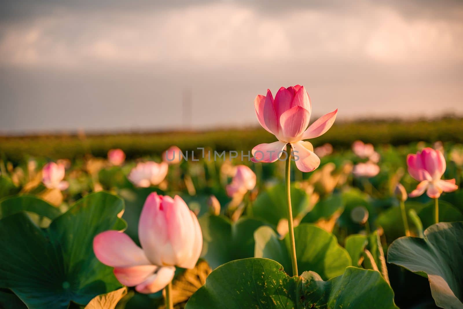 Sunrise in the field of lotuses, Pink lotus Nelumbo nucifera sways in the wind. Against the background of their green leaves. Lotus field on the lake in natural environment