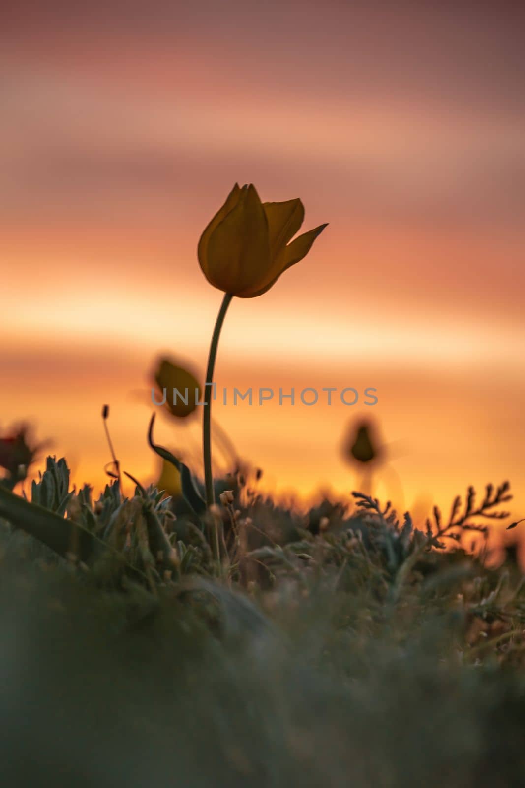 Wild tulip flowers at sunset, natural seasonal background. Multi-colored tulips Tulipa schrenkii in their natural habitat, listed in the Red Book. by Matiunina