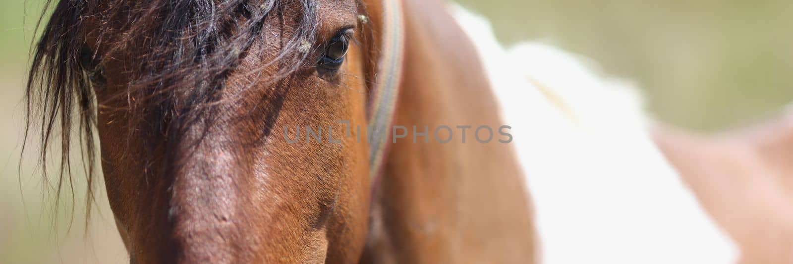 Appaloosa horse in pasture fields closeup. Gorgeous wild horse at ranch by kuprevich