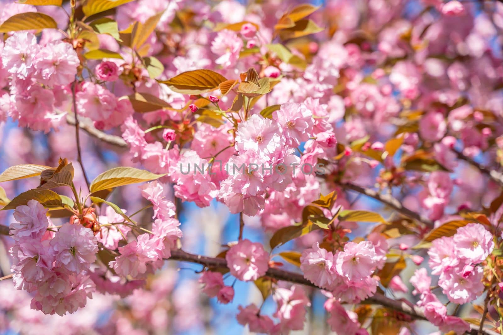 Double cherry blossoms in full bloom. A tree branch with flowers against a blue sky and the sun shines through the flowers