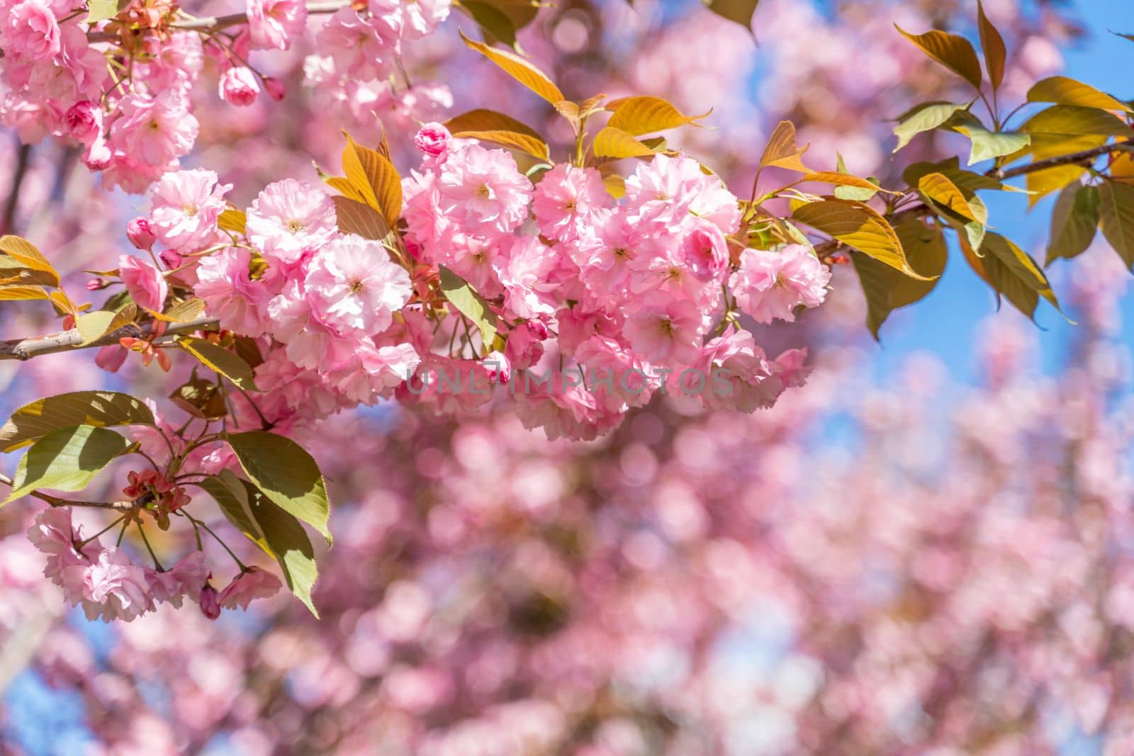 Double cherry blossoms in full bloom. A tree branch with flowers against a blue sky and the sun shines through the flowers