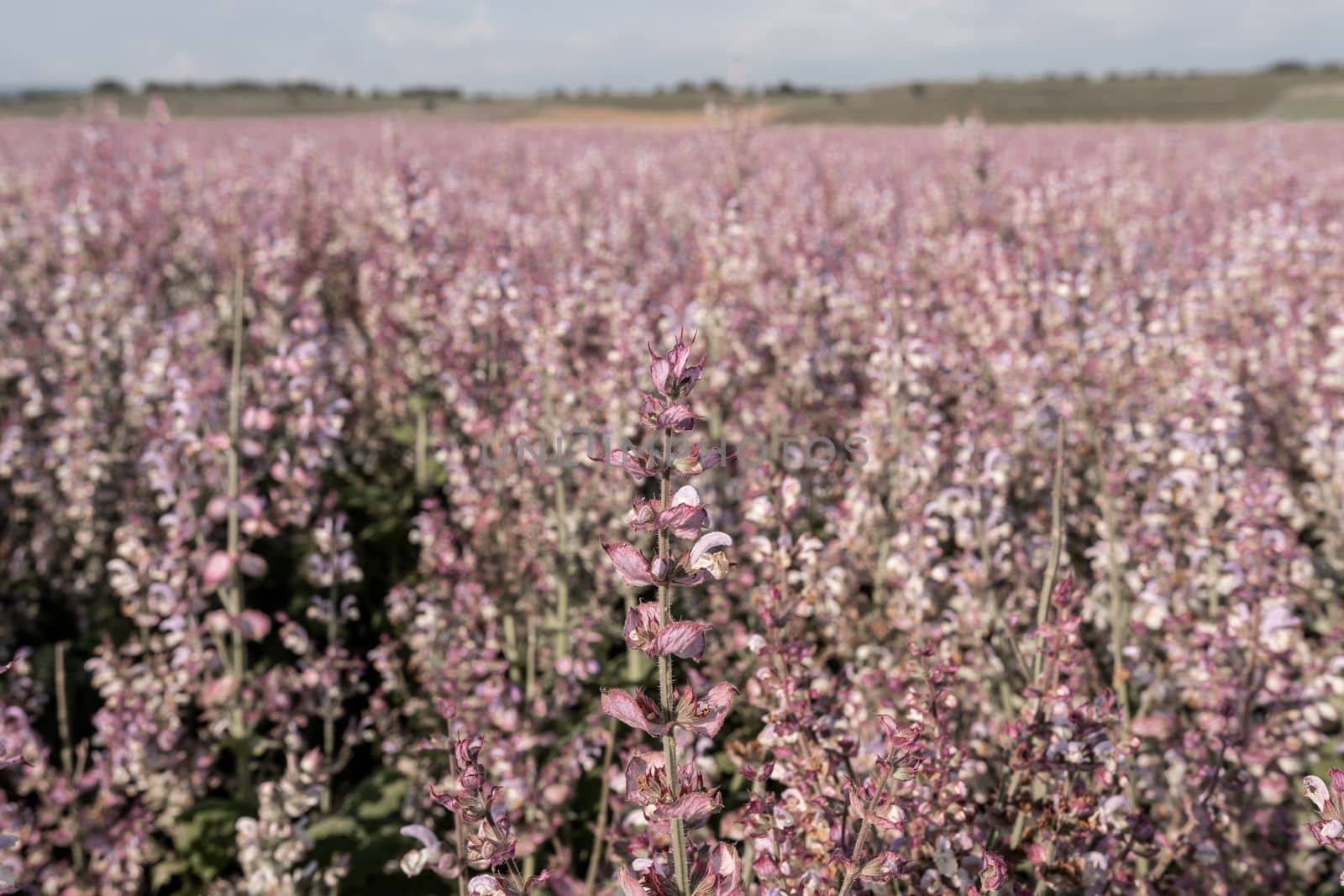 Field of Clary sage - Salvia Sclarea in bloom, cultivated to extract the essential oil and honey. Field with blossom sage plants during golden sunset, relaxing nature view. Close up. Selective focus. by panophotograph