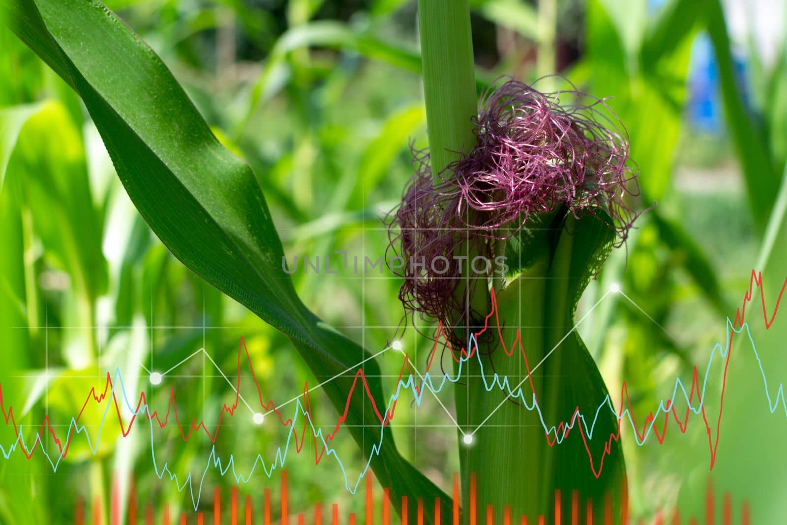 Agricultural industry. Growing corn plants, graph, diagram, development and success. Eco and environment.