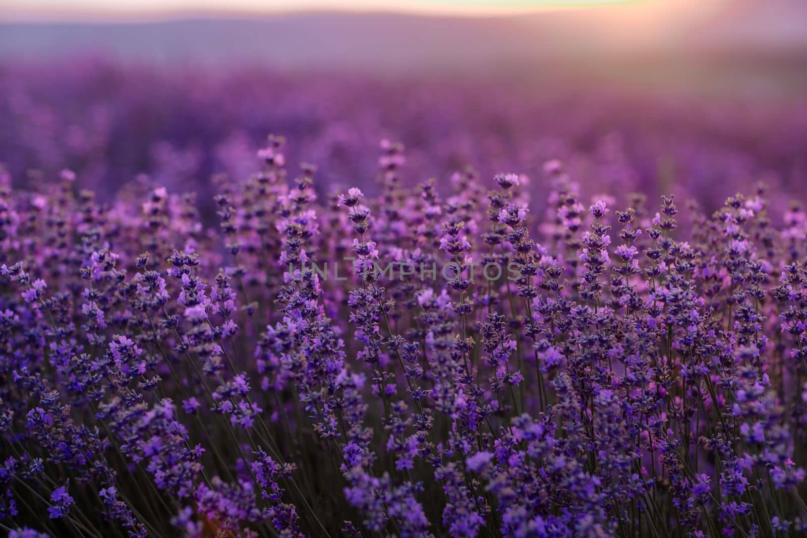 Blooming lavender in a field at sunset in Provence. Fantastic summer mood, floral sunset landscape of meadow lavender flowers. Peaceful bright and relaxing nature scenery. by Matiunina