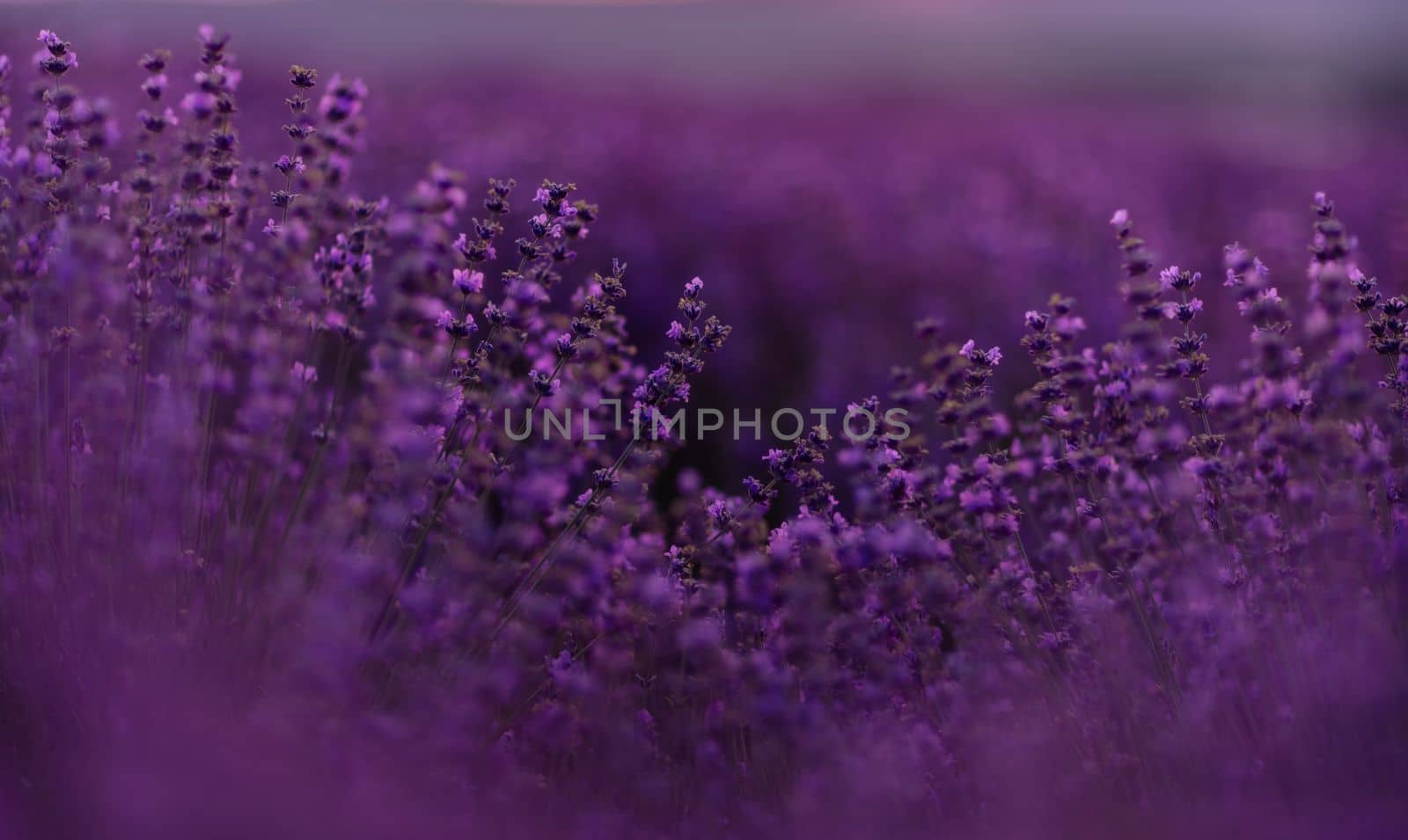 Blooming lavender in a field at sunset in Provence. Fantastic summer mood, floral sunset landscape of meadow lavender flowers. Peaceful bright and relaxing nature scenery