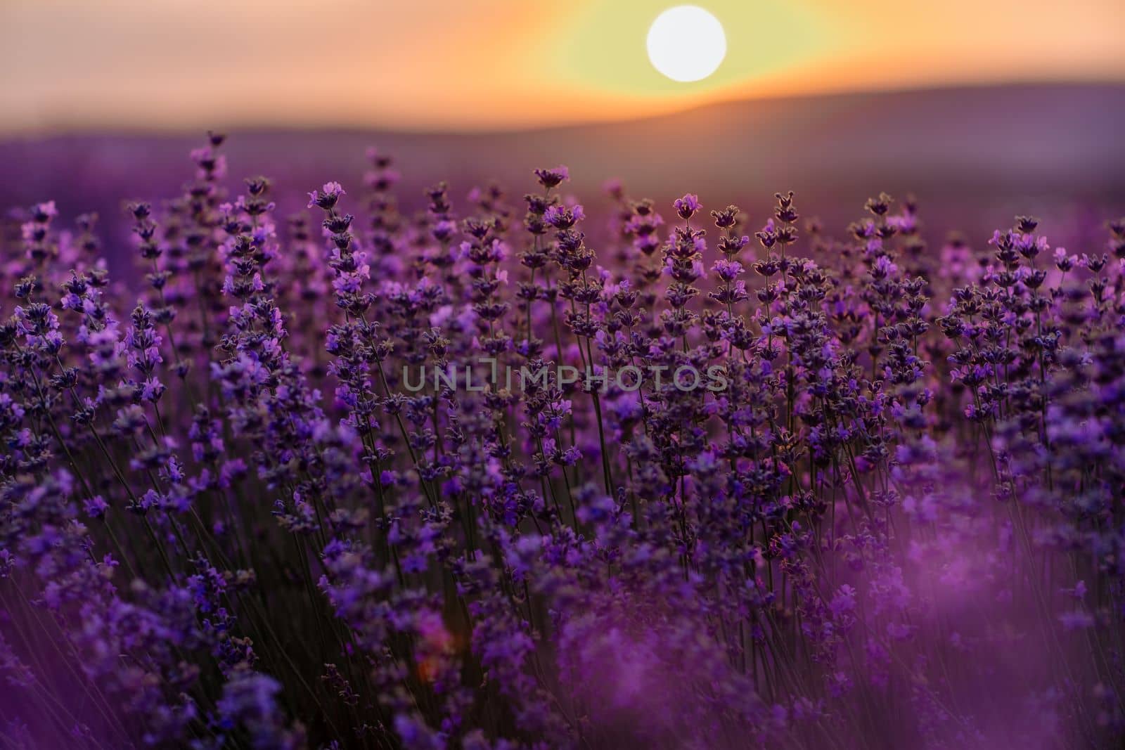 Blooming lavender in a field at sunset in Provence. Fantastic summer mood, floral sunset landscape of meadow lavender flowers. Peaceful bright and relaxing nature scenery. by Matiunina