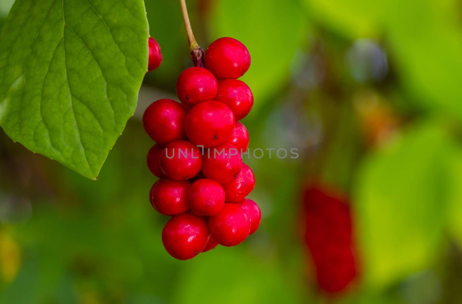 Chinese lemongrass berries on the background of green leaves. by gelog67