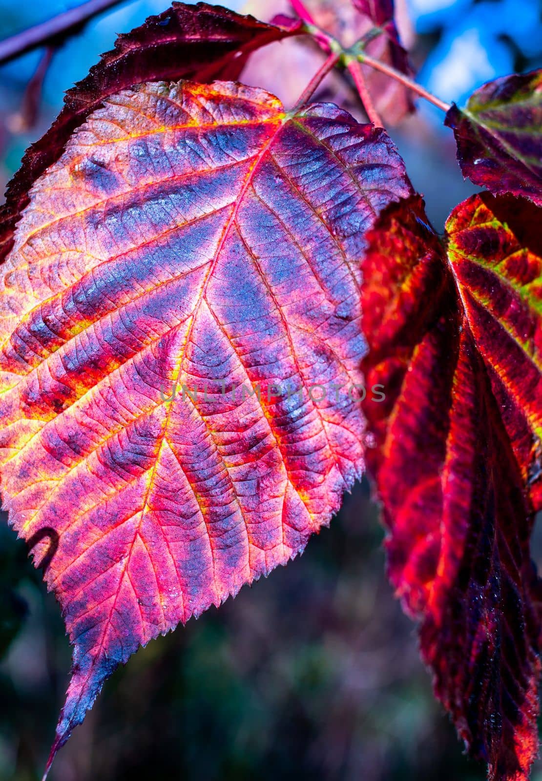 Autumn leaf close-up. Macro photo of leave. blurred background.