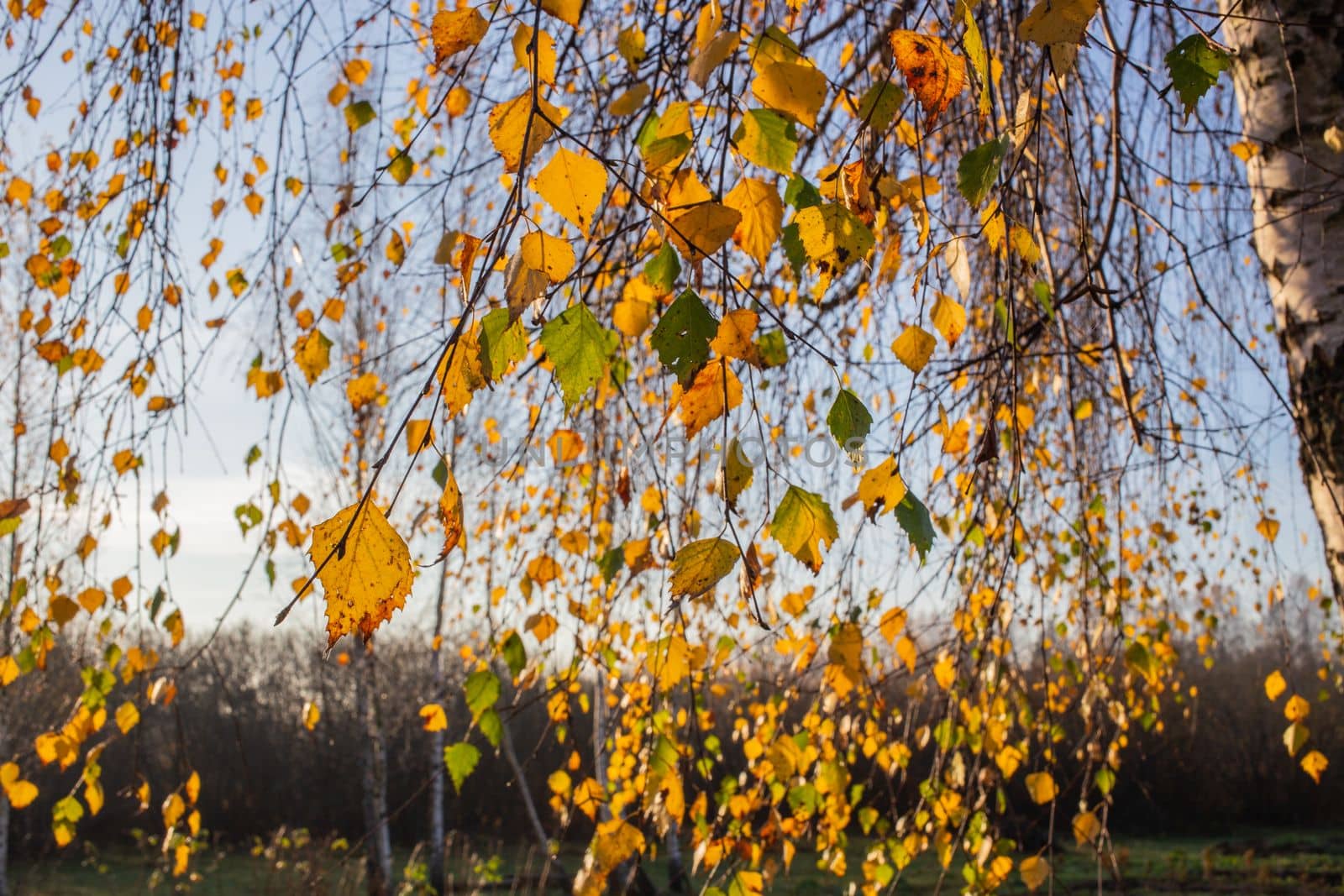 Birch branches with yellow leaves. by gelog67