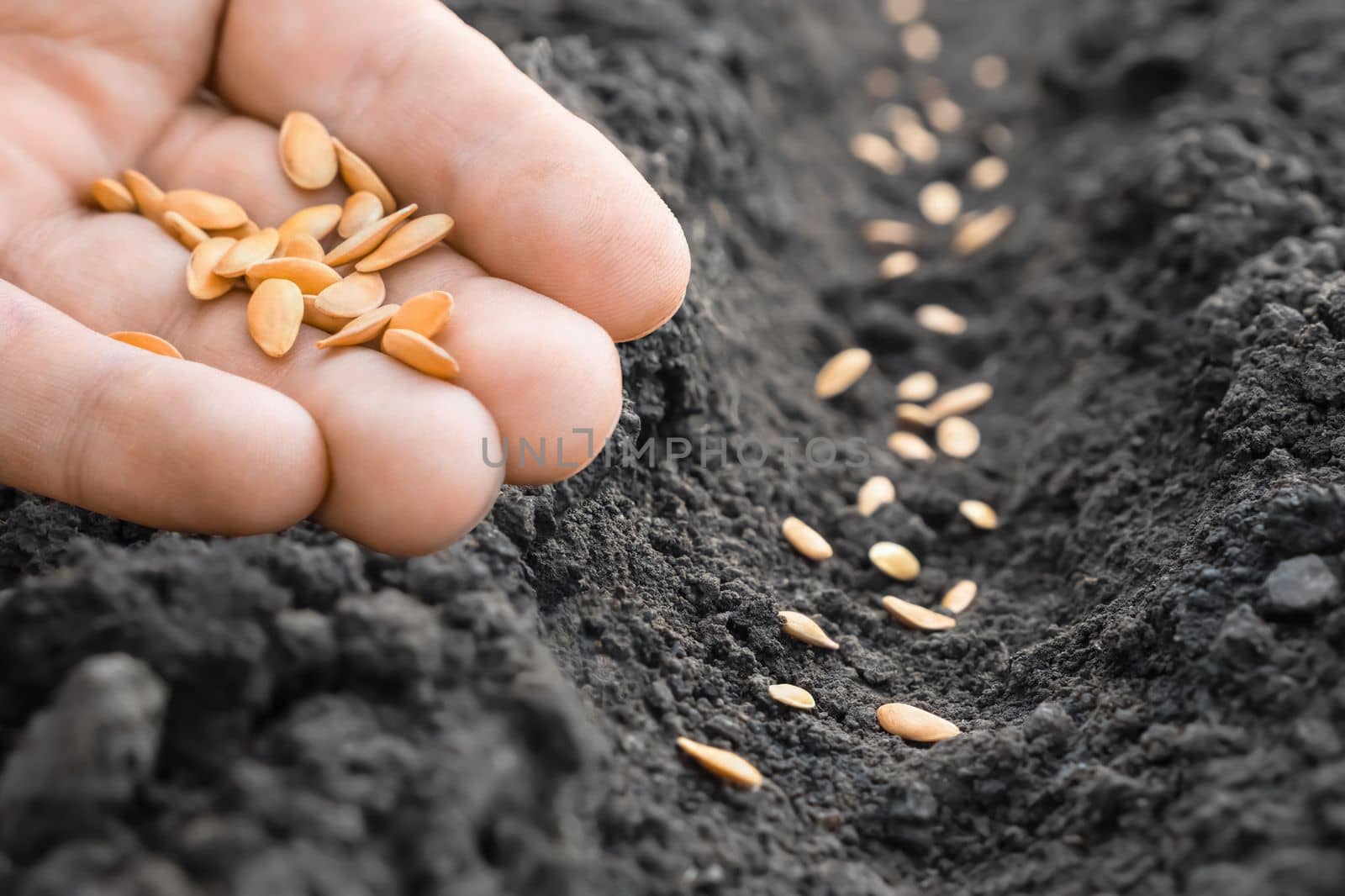 Melon. Planting farmer hand soil sowing seeds closeup. Farm hand seeds soiled hands gardener sowing season. farm soil garden earth ground. Agriculture farm garden seed planting soil rows crops. Furrow by synel