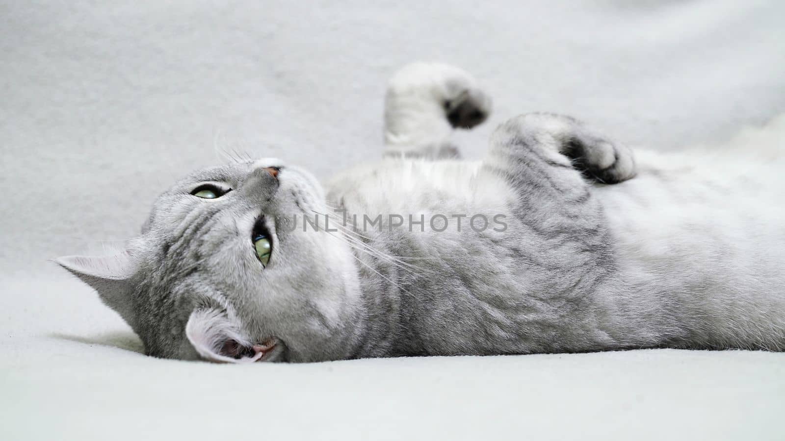 Scottish straight cat lies on his back. Cat upside down. Close up white cat face