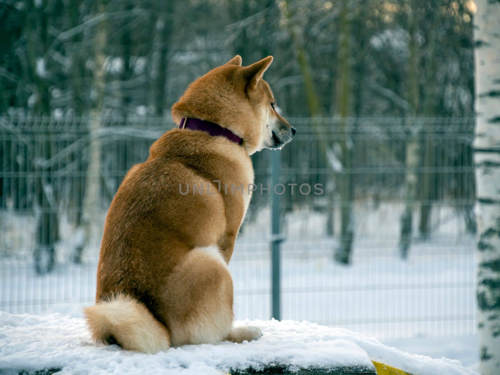 Japanese red coat dog is in winter forest. Portrait of beautiful Shiba inu male standing in the forest on the snow and trees background. High quality photo. Walk in winter