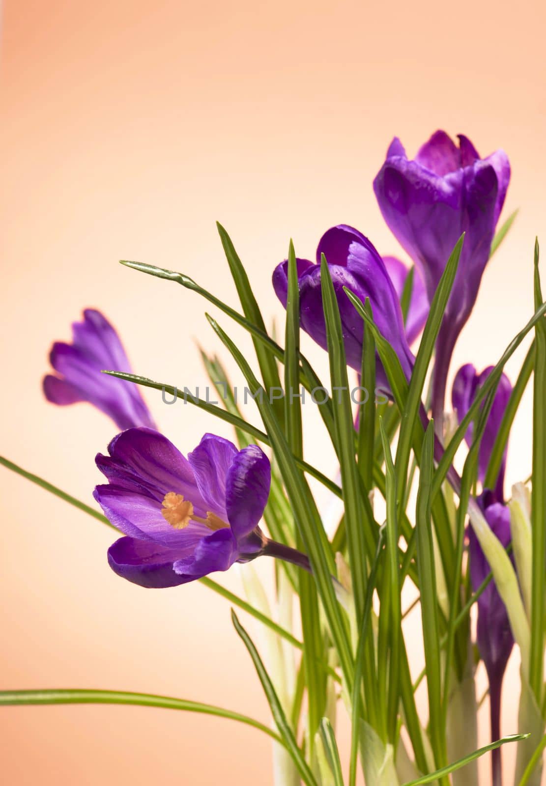 crocuses spring flowers on an orange background