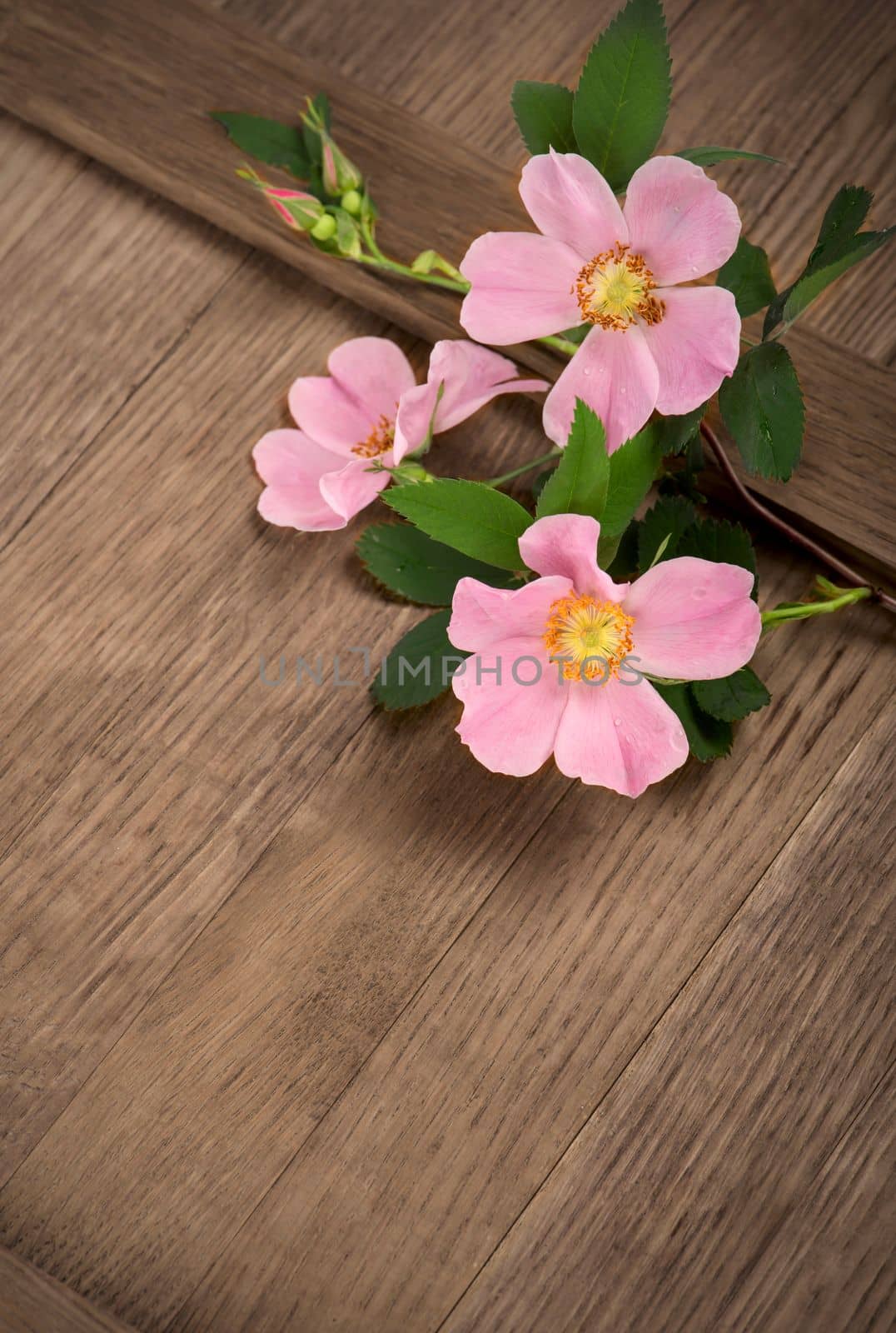 Dogrose flowers. Empty blank, postcard. Pink rosehip flowers lie on a wooden board by aprilphoto