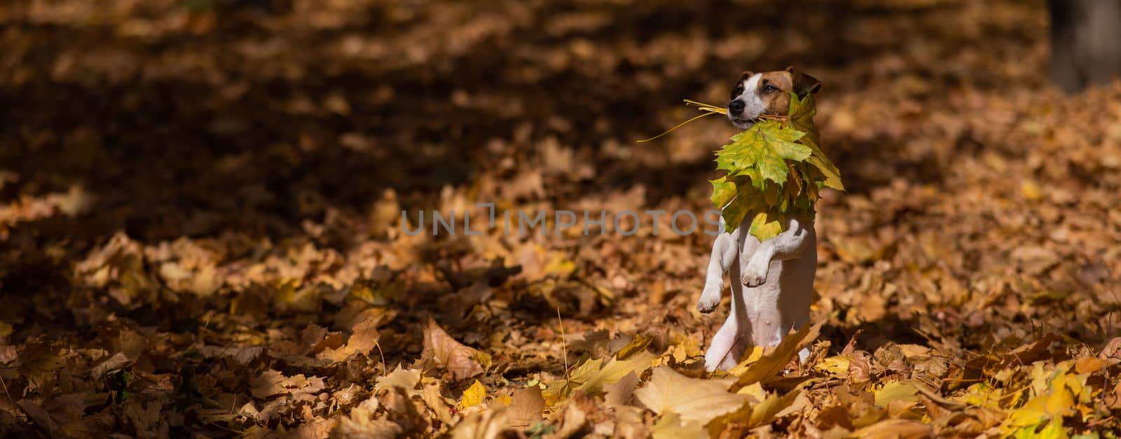 Jack Russell Terrier dog holding a yellow maple leaf on a walk in the autumn park
