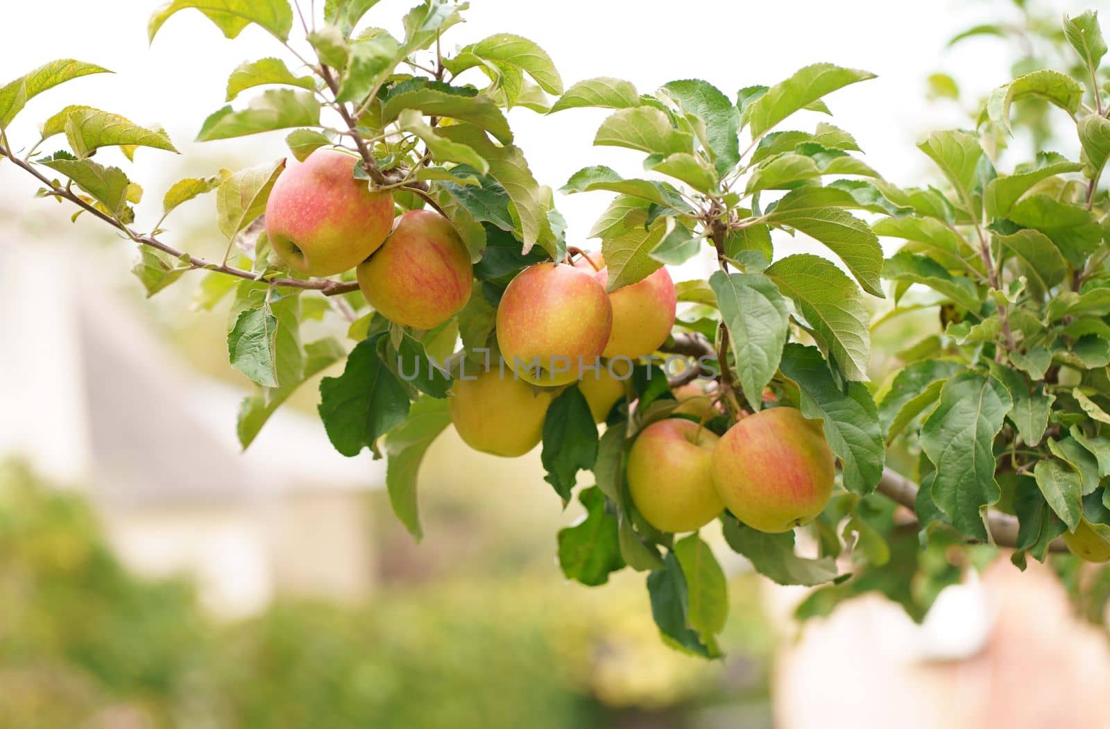 Apple tree branch with several apples, fruits on a summer morning in the garden