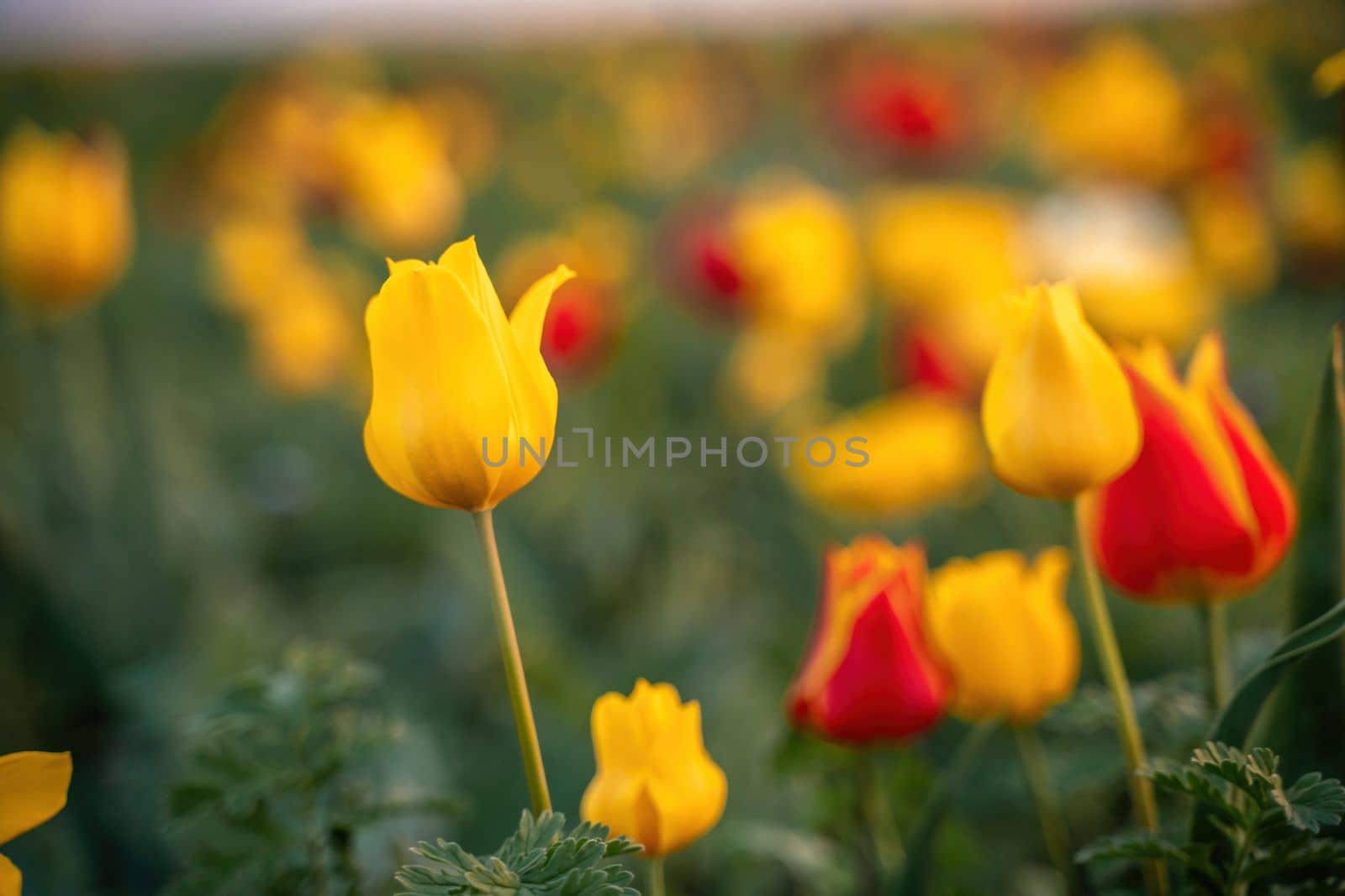 Wild tulip flowers at sunset, natural seasonal background. Multi-colored tulips Tulipa schrenkii in their natural habitat, listed in the Red Book