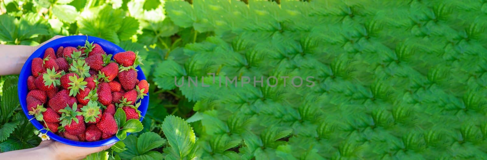 farm-fresh strawberries in a bowl. Selective focus