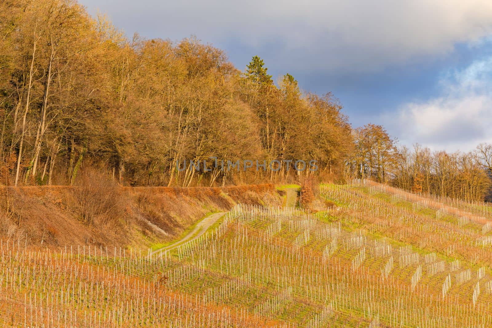 Idyllic vineyard with vines on the hillside with majestic light und clouds at sunset im Kochertal in Hohenlohe, Baden-Wuerttemberg, Germany