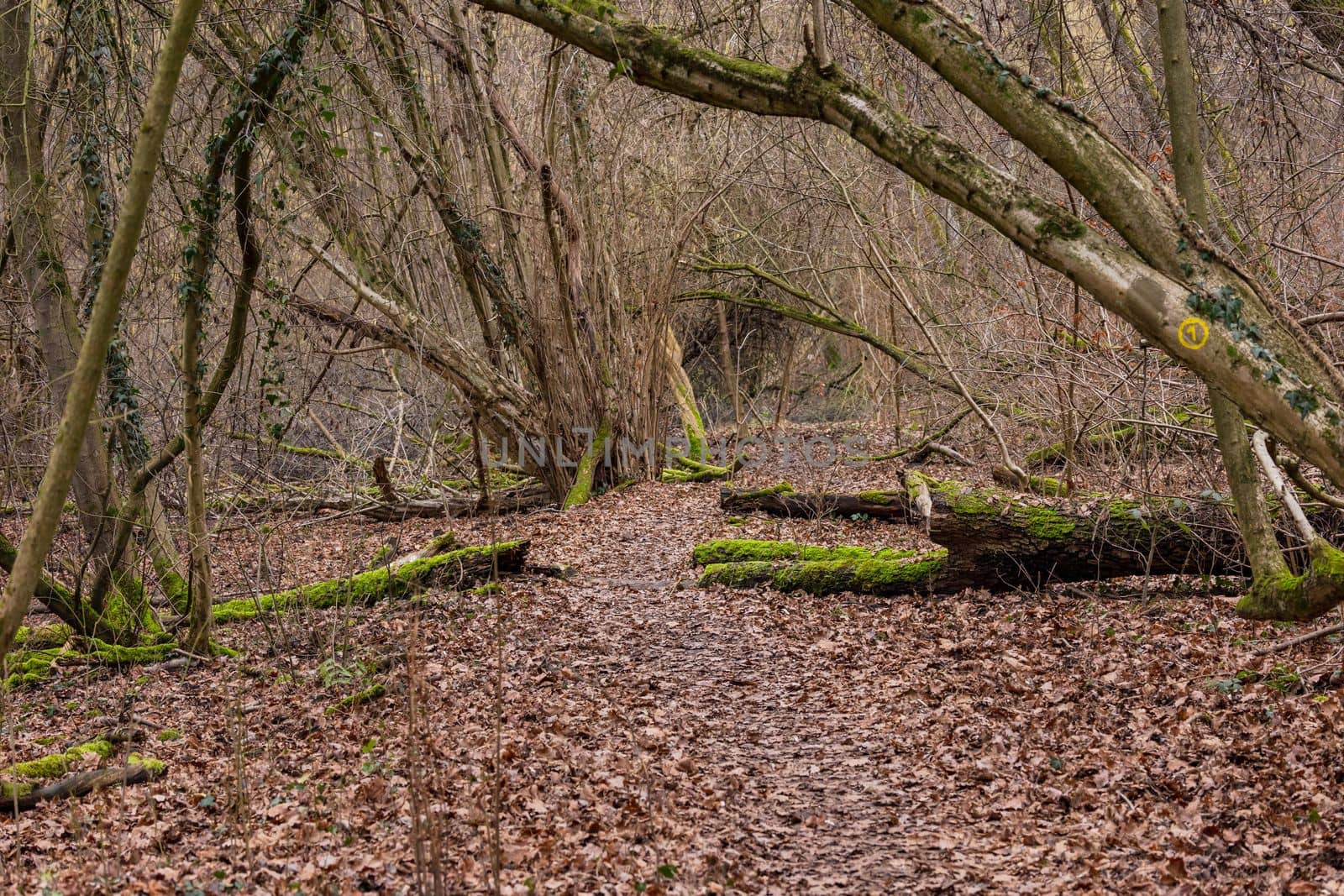 A forest path through the ban forest is like an adventure path with leaves on the forest floor in winter, Germany