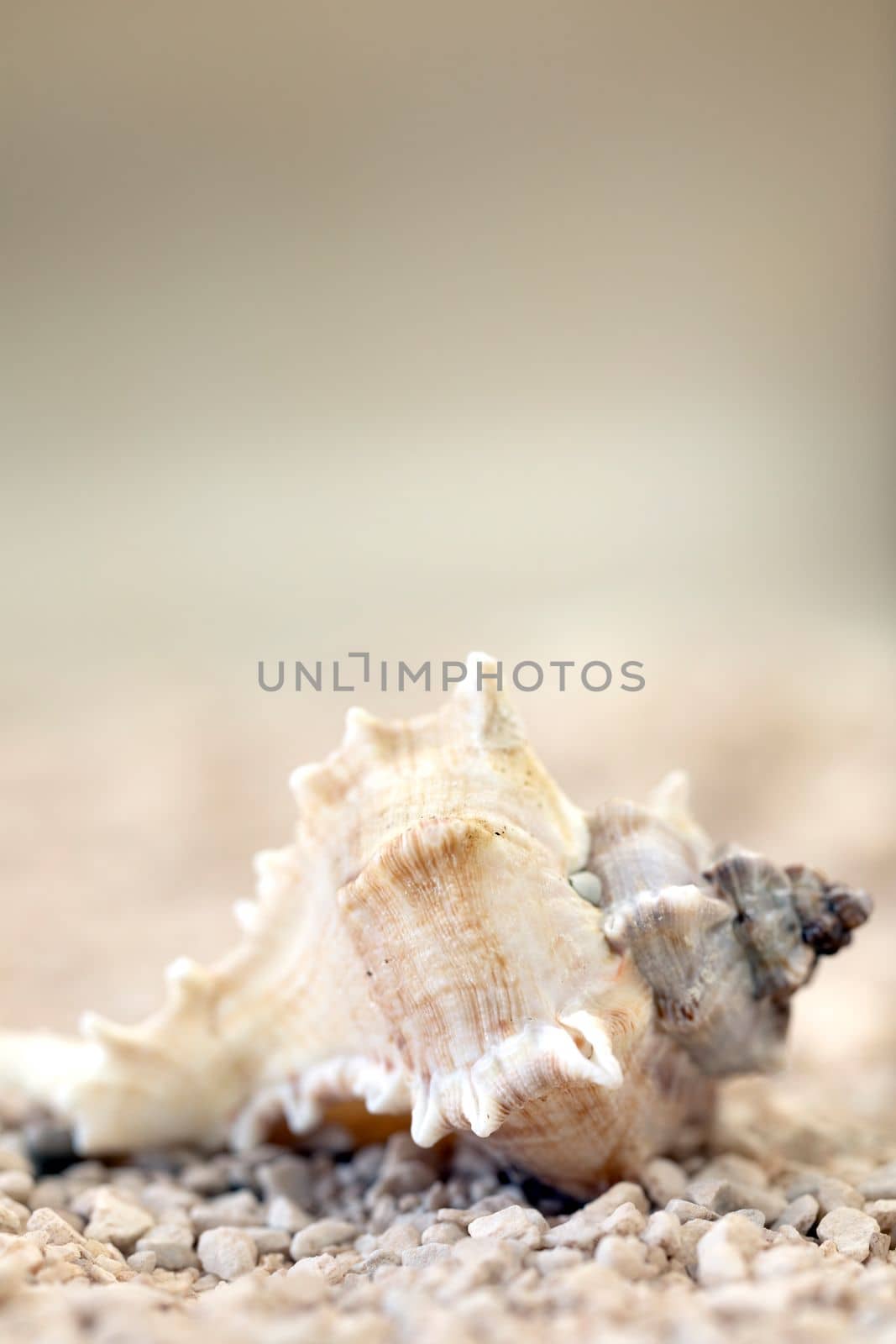 Sea shells at the beach soft focus blurred background for copy space, Summer nature concept, tropical sand colors by Annebel146