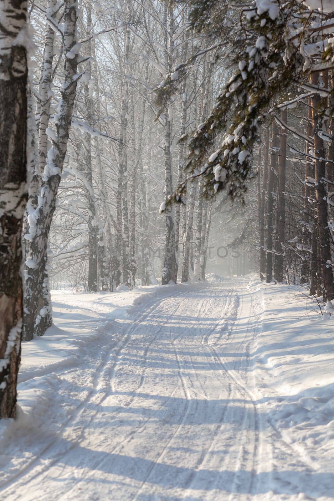 Winter road in a snowy forest, tall trees along the road. by AnatoliiFoto