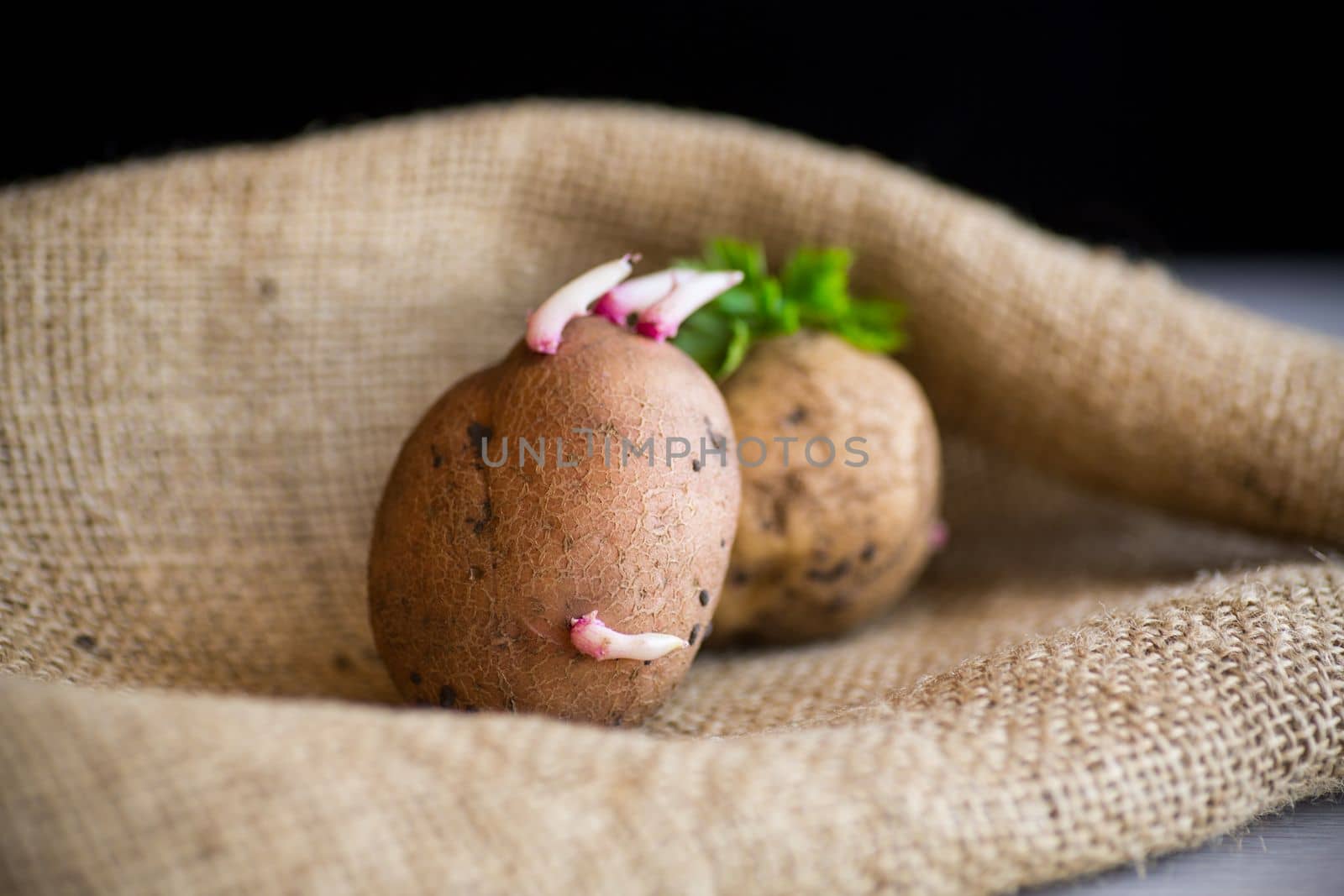 Spring potatoes with sprouted sprouts, ready for planting in the ground. In burlap on a wooden table.