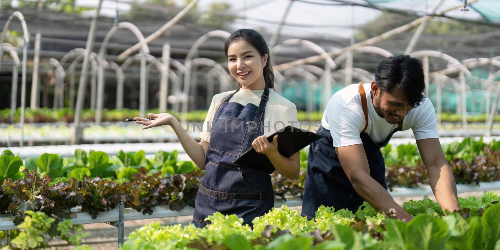 Asian woman and man farmer working together in organic hydroponic salad vegetable farm. inspect quality of lettuce in greenhouse garden by nateemee