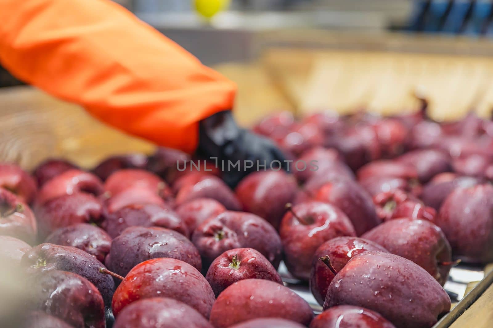 quality control of apples on the automatic feeding line