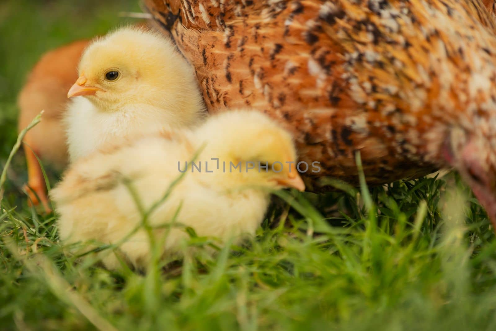 chickens with their mother walk on the grass, close-up