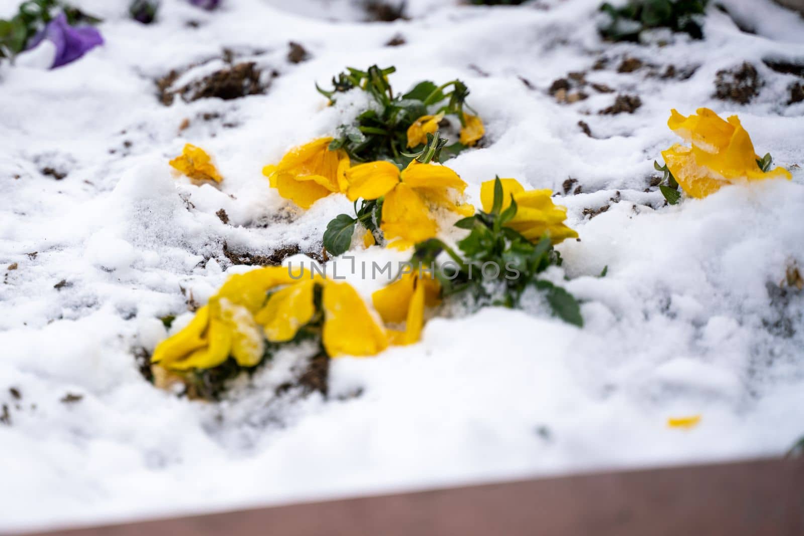 Pansies snow. Snow on a yellow pansy Viola tricolor flower during early spring storm.