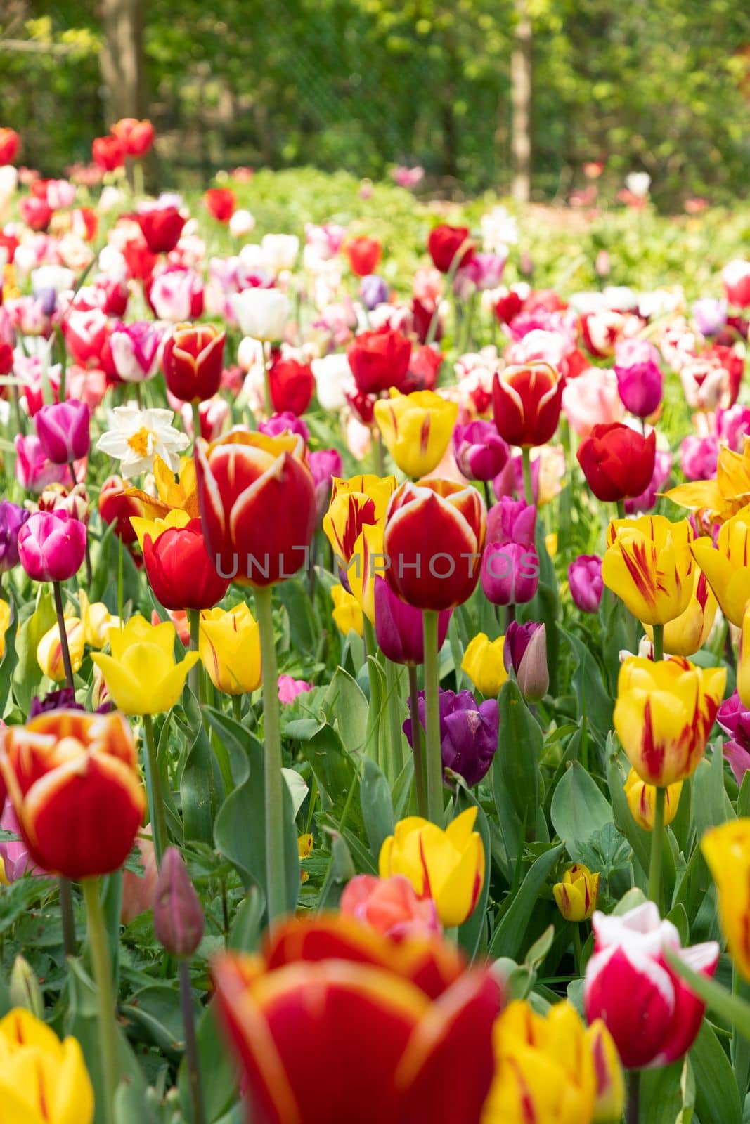 spring flower beds of blooming colorful pink purple tulips in a large park, High quality photo