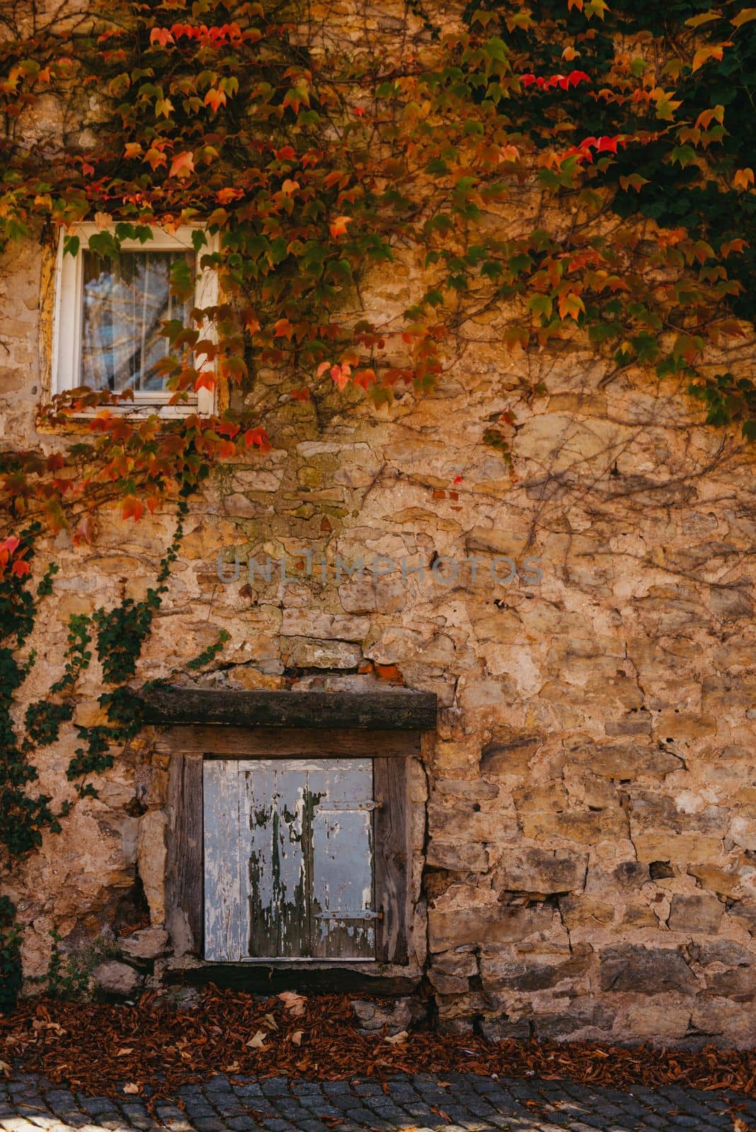 Old vintage rustic German shabby small house with colorful grapevine-covered wall. Autumn red leaves of Virginia creeper vine. Abstract Ancient overgrown house with blue wooden window and door.
