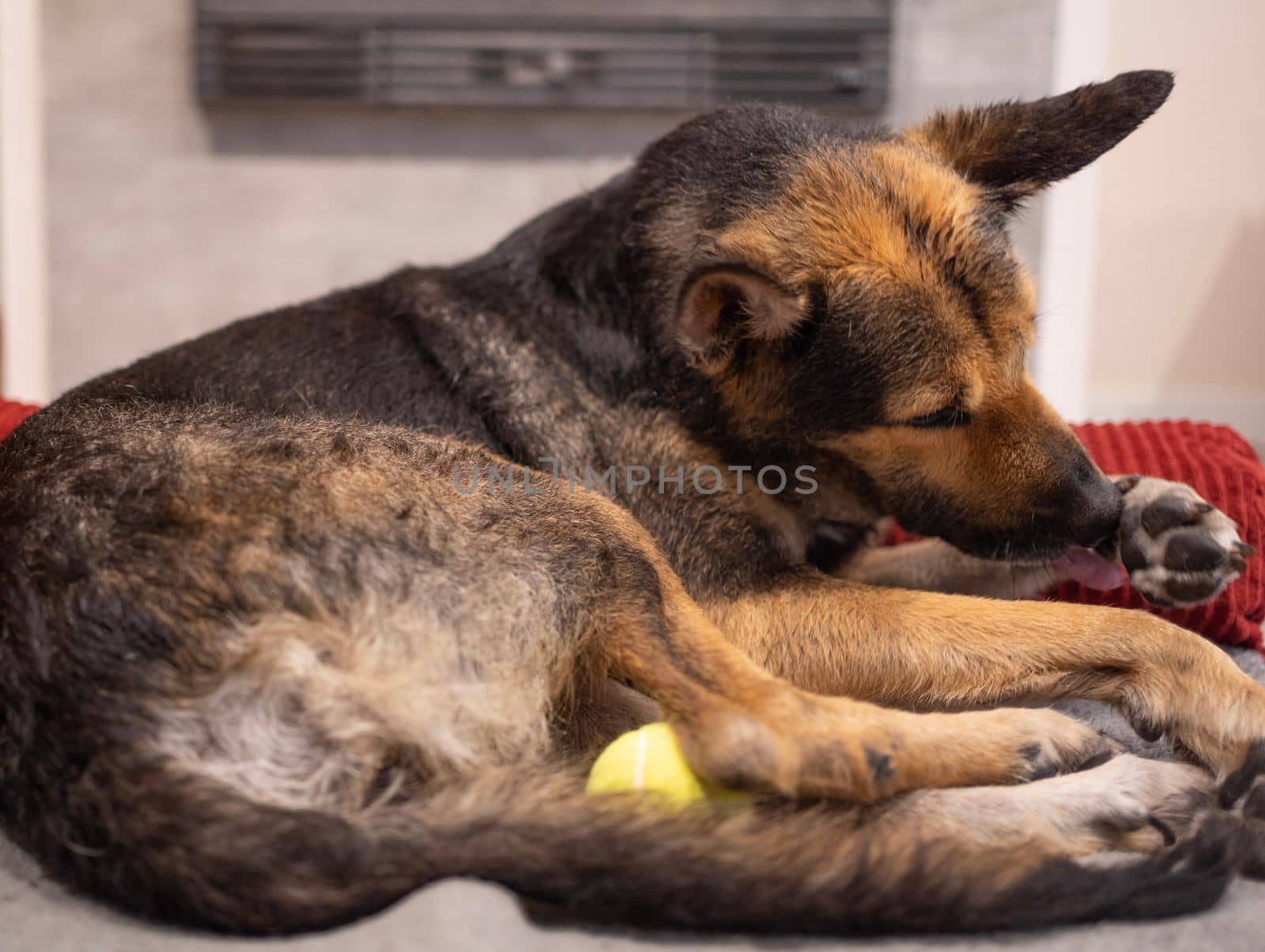 Pampered dog Relaxing in Bed while licking paws at home.