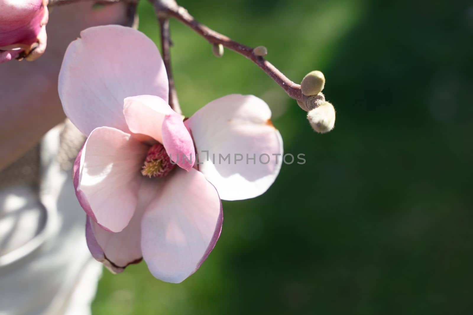 Flower magnolia blossoms on green grass background. by Matiunina