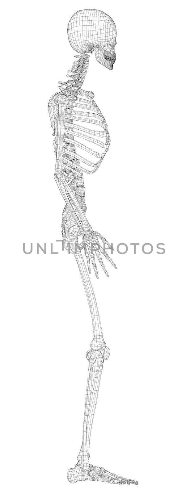 Human skeleton. 3d illustration. Wire-frame style. Illustration for medicine