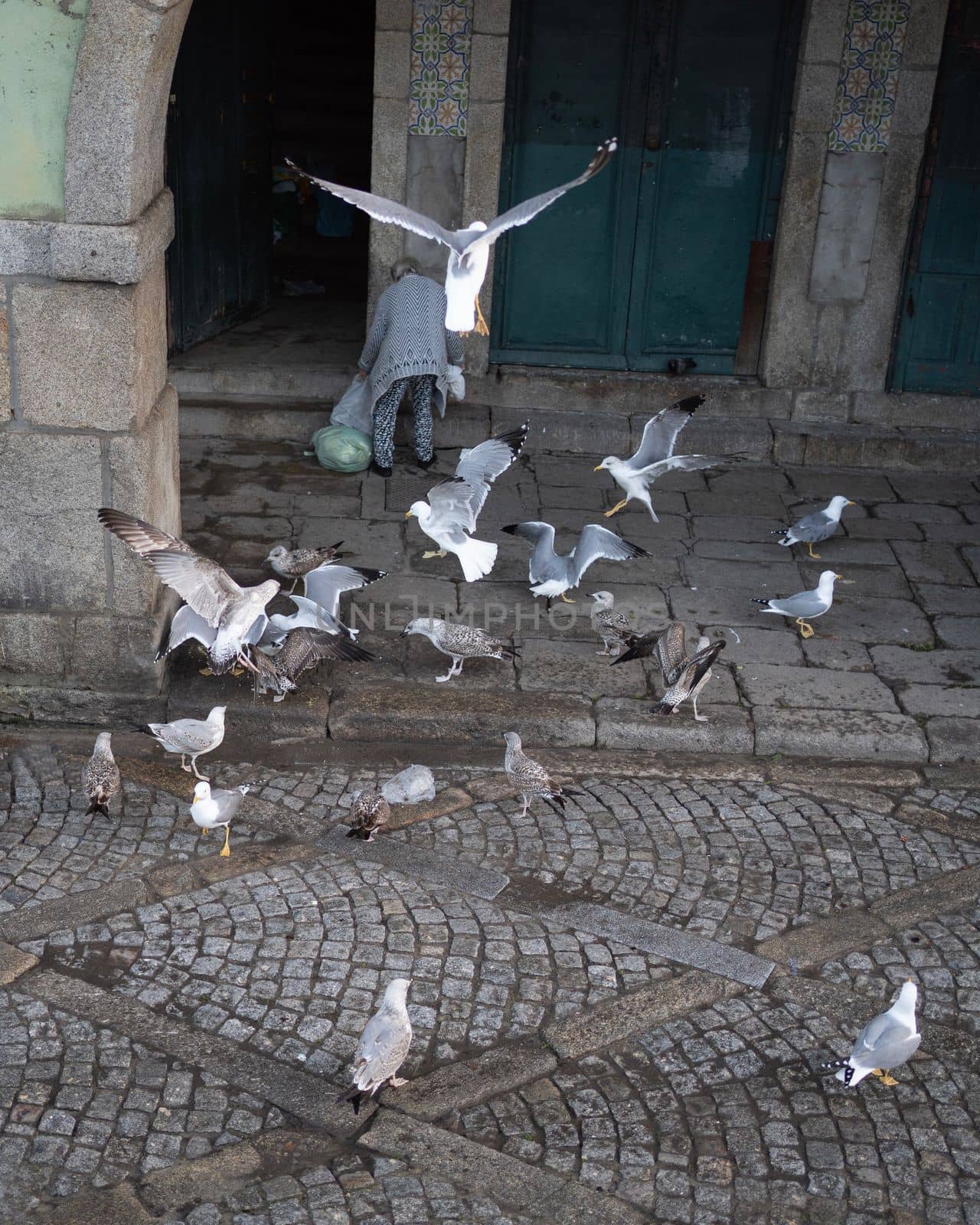 Feeding Time. Seagulls Flock to Cobbled Street in porto city , Portugal.