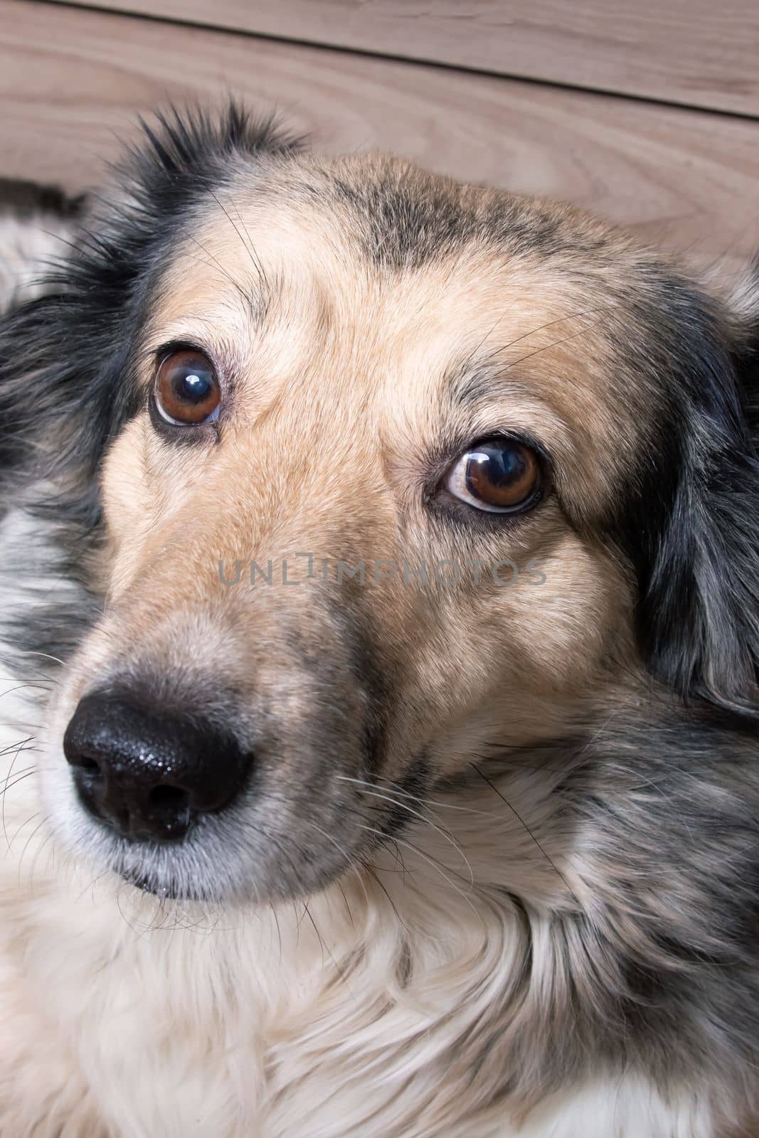 Domestic grey fluffy dog, close up portrait by Vera1703