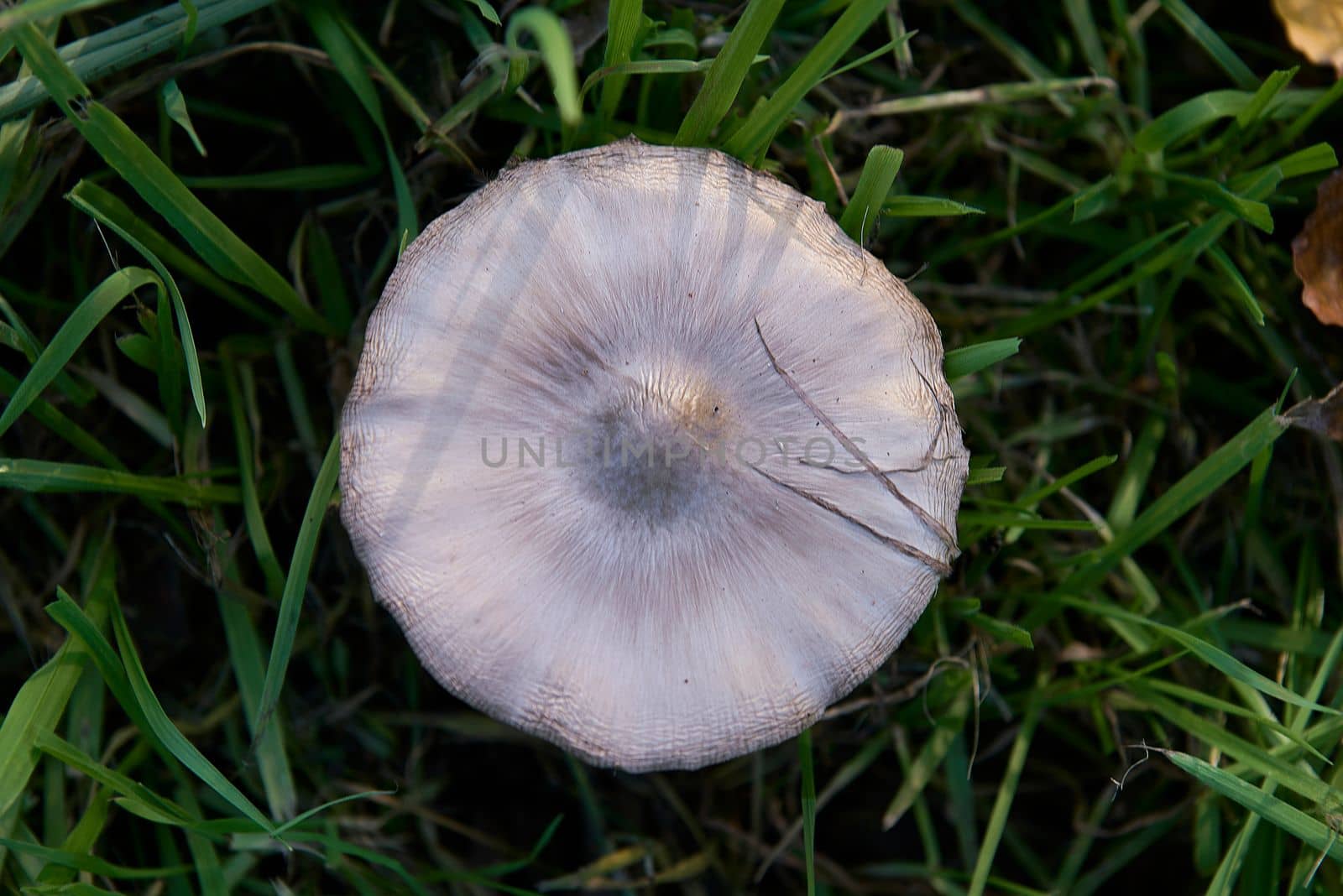 Unan Fungi mushroom on grass. Psilocybe cubensis.zenith view, white, textures, blurred background