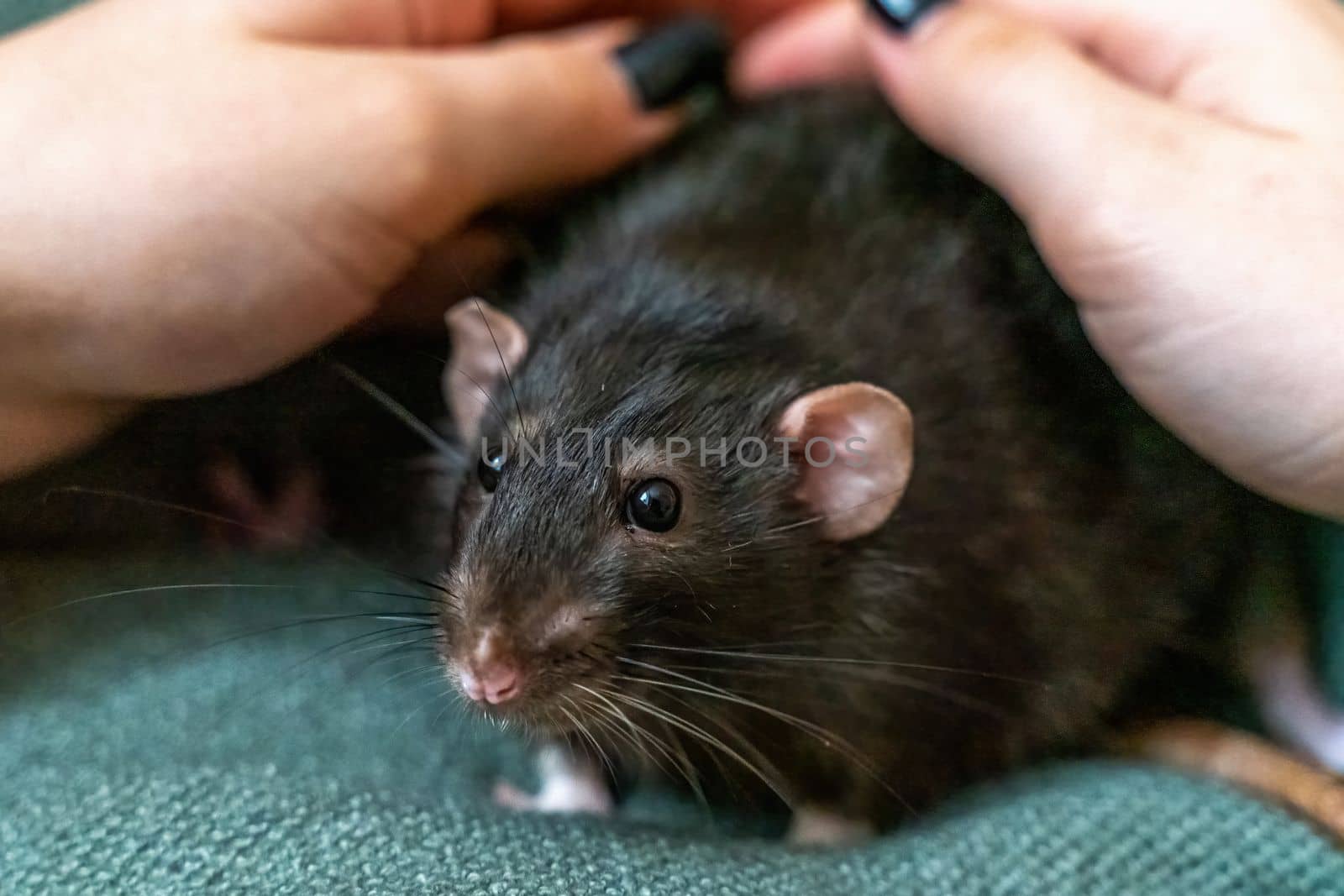 Black domestic rat Dumbo in female hands. by Matiunina