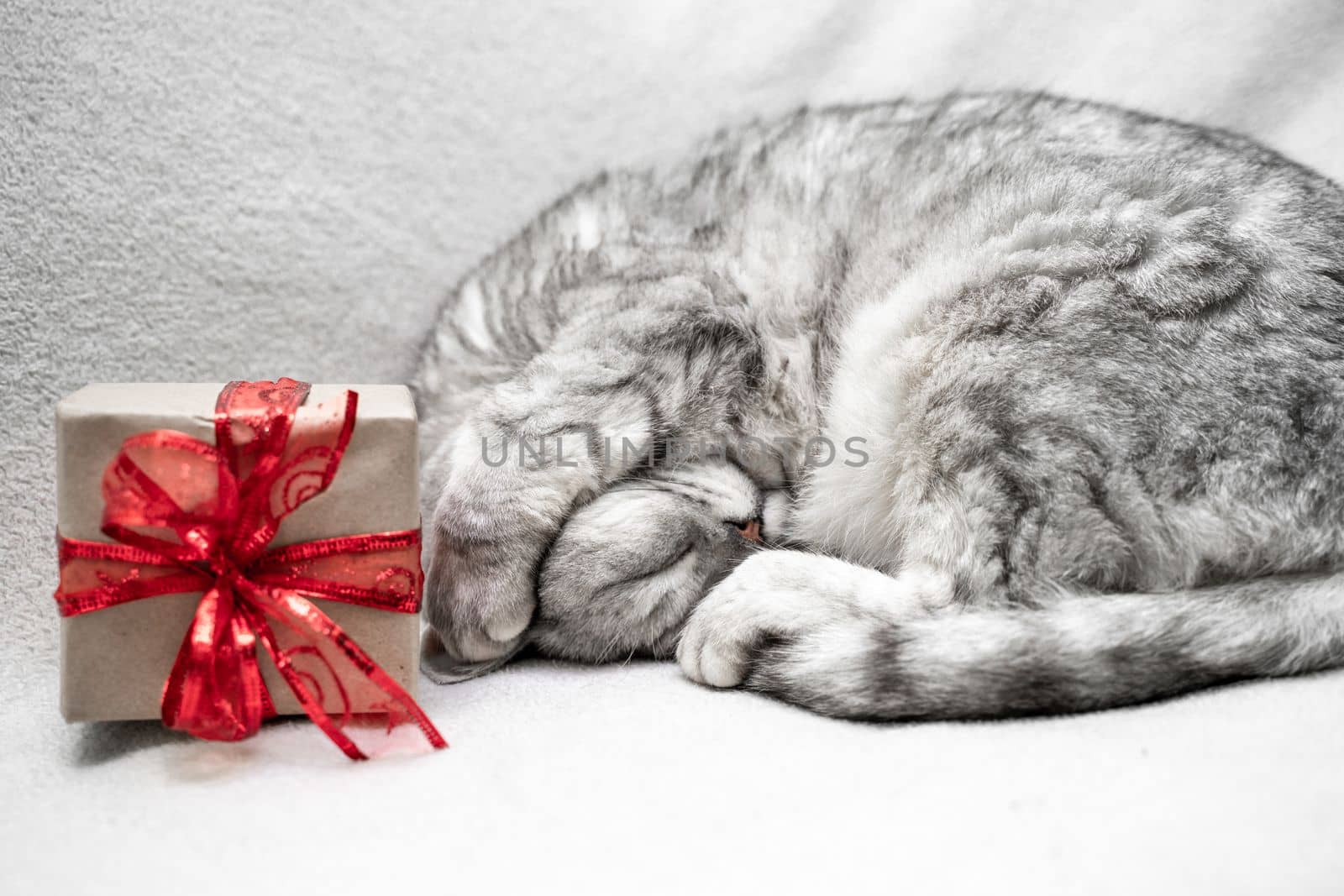 scottish straight cat is sleeping. Close-up of the muzzle of a sleeping cat with closed eyes. Against the backdrop of a light blanket. Favorite pets, cat food