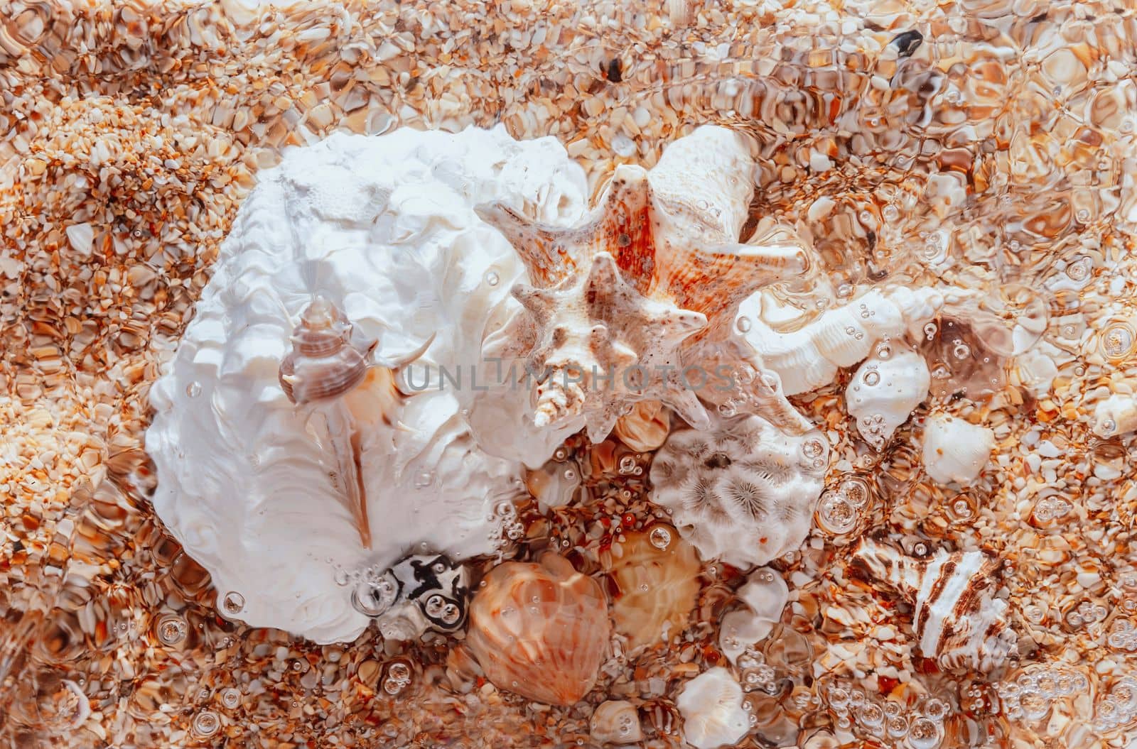 seashells on the summer beach in sea water. Summer background. Summer time