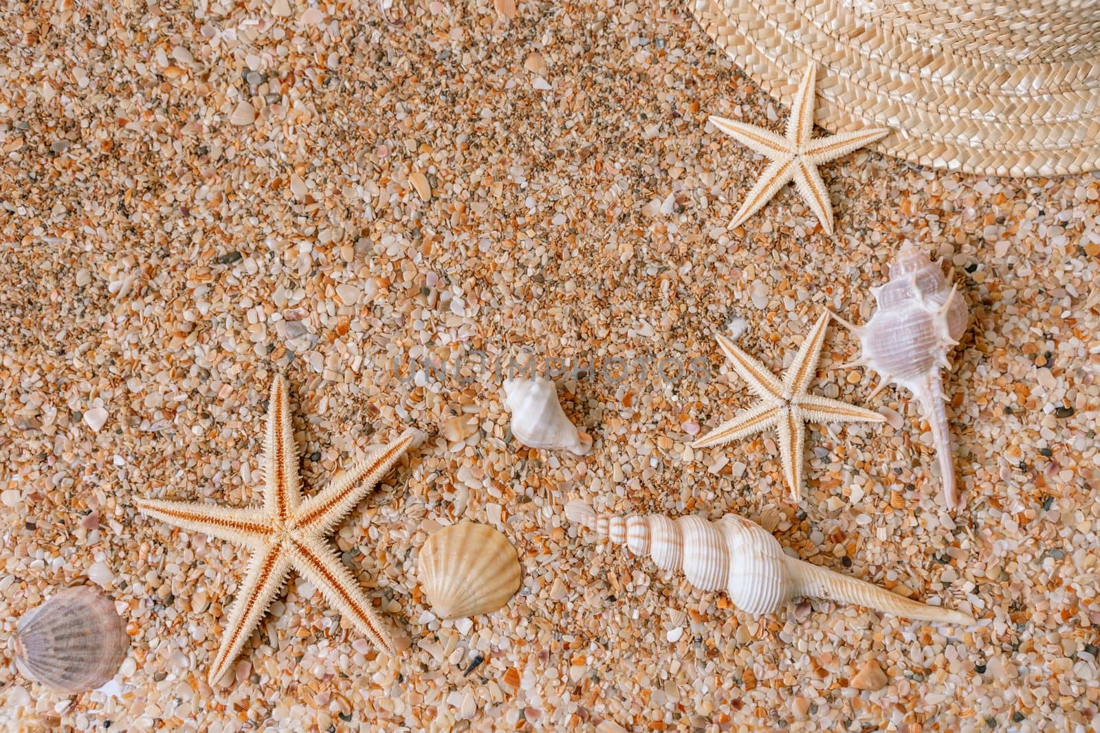 Sand shells background. Summer time concept with sea shells and starfish on the sand.