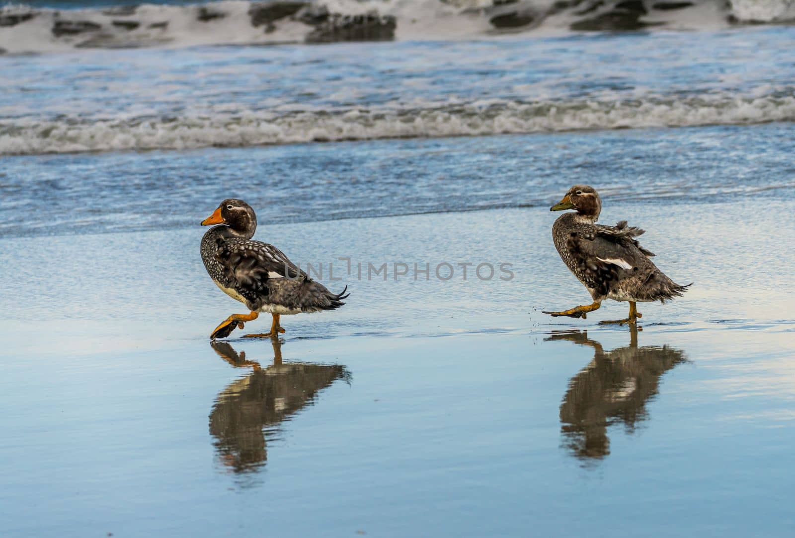 Pair of Falkland Steamer flightless ducks walking by the ocean at Bluff Cove